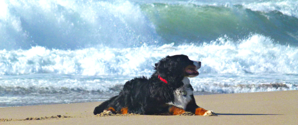 Dog at the beach in South Padre Island
